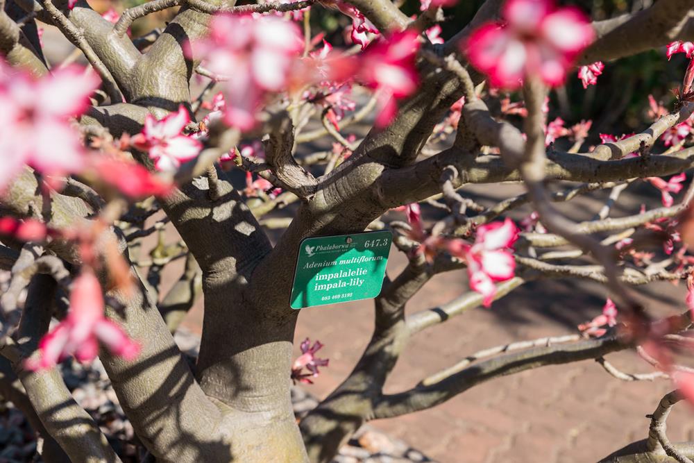 Entertainment at Phalaborwa Safari Park, A Forever Resort